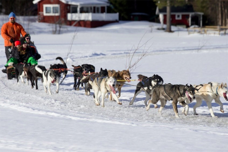 Ett foto på flera hundar som drar en släde. På släden sitter det människor.