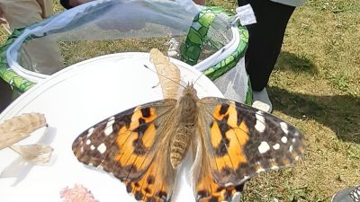En stor fjäril som är redo att flyga iväg.