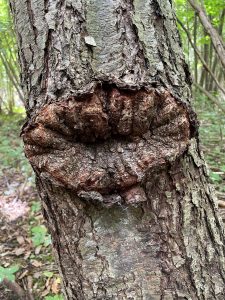 Ett träd med en knöl som påminner om en piråg