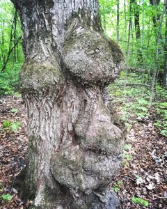 Ett knöigt träd som påminner lite om ett ansikte