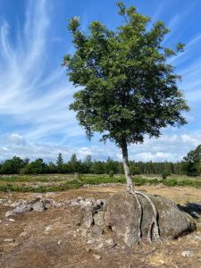 Ett ensamt träd på en ensam sten i en annars kal omgivning