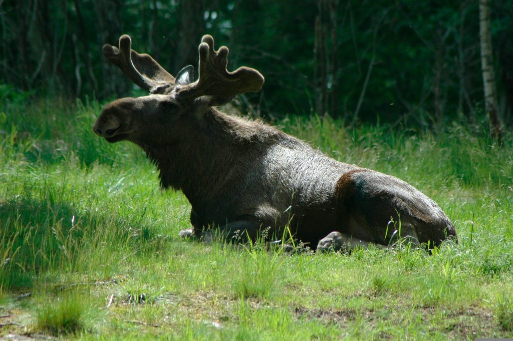 Älgen kallas ibland för skogens konung.