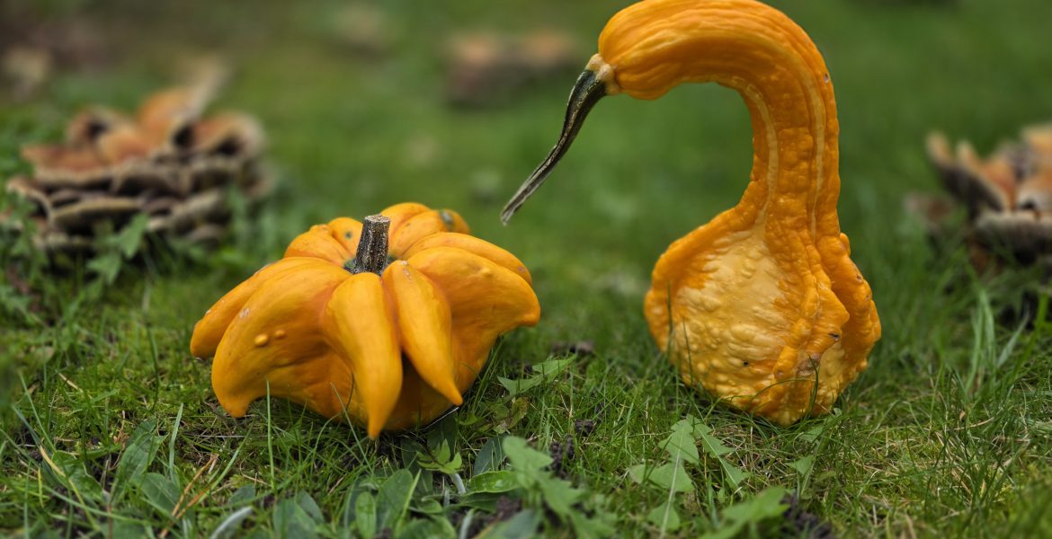 Svenskar förväntas handla för 1,2 miljarder till halloween
